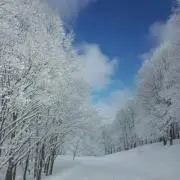m96534697887_1.jpg?1731937427