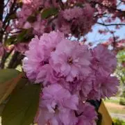 ジュノン様専用 ドラゴンボール一番くじ まとめ売り 引退品