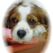 lycee ゆずソフト3.0 獣耳の少女 真咲・ガイヤール KR 4枚セット ② 143744.png.l_thumbnail.jpg?renewal