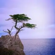 white rockの画像