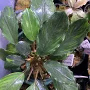 yuki様 検討用 ブセファランドラ sp. ブラウニーゴースト