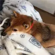 ❤️値下げです❗️ADOX レンジファインダーカメラ - メルカリ