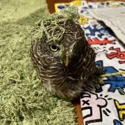 即日発送】noremid デニムネイビー ケンタウロス健太 - メルカリ