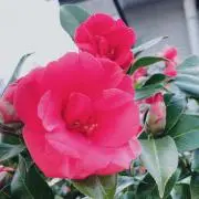 喜多川海夢 ベロニカ 眼帯ビキニ コスプレ衣装（歪萌舍 着せ恋 a0caf919d208e048bb5abba0ebcfe2