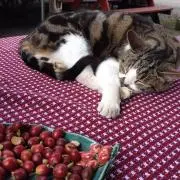 FUKAさま 専用 応募券3枚 - メルカリ