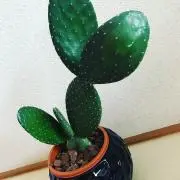 サラブレッドの画像