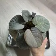 Homalomena sp. '月輪' Sumatera utara KZT - メルカリ