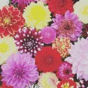 イアパピヨネ 虎屋 ういろ コラボ財布 2025年ラッキーカラーのグリーン！ イアパピヨネ 虎屋 ういろ コラボ財布 2025年ラッキーカラーの
