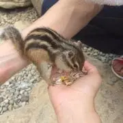 アベイル ハッピーバッグ ポケモン ヌオー ウパー ルームウェア