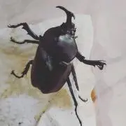 cabyの画像