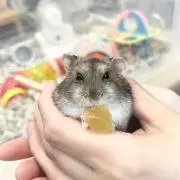 週末だけ値下げ！キャピタル　ダッフルコート 週末だけ値下げ！キャピタル ダッフルコート - メルカリ