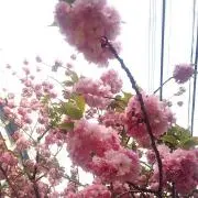 試着のみ】yori ランダムティアードハーフスリーブ ピンク