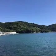 【さかさかな】【24年苗】ラズベリー　苗　チルコテン　Chilcotin さかさかな】【24年苗】ラズベリー 苗 チルコテン Chilcotin