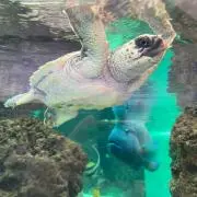 オヤカタの画像