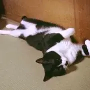 NHK「だぁ!だぁ!だぁ!」オリジナル・サウンドトラック①・②