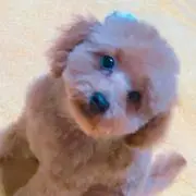 ジョリィ 髪と頭皮のシャンプー クレエ 2つセット