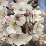 ROSAの画像