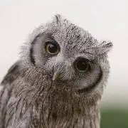 梟の画像