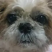 isotta ステアリング シフトノブ セット 激レア - メルカリ