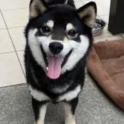 houston スカジャン 上野 パンダ uyeno tokyo ヒューストン