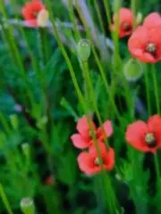 未使用】伝統的工芸品 大館曲げわっぱ 長手二段 九嶋曲物工芸