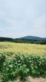 シーグラスアート　食べ物クイズ2 ２点 シーグラスアート 食べ物クイズ2 2点-ネット特売
