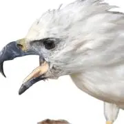 値下げしました。カンムリオオタカの剥製 - メルカリ