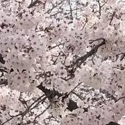 XY-P 第2弾 ジムプロモ コンプ