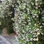 serruria_f15の画像