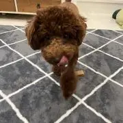 ♡リン♡の画像