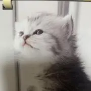 Yの画像