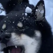 あちゃんの画像