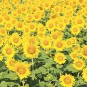 業者引き取り品 ワンピースカード 大量まとめ売り 約10000枚 未