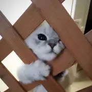 ホーネット250 リアカウル純正【取り外し後室内保管】 Hornet250 純正リアカウル 【取り外した後室内保管】 - メルカリ