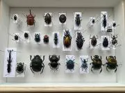 期間限定９月１５日までお値下げ　昆虫標本　プラチナコガネ６頭セット 期間限定9月15日までお値下げ 昆虫標本 プラチナコガネ6頭