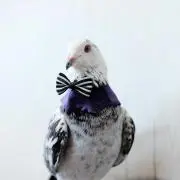 birdの画像