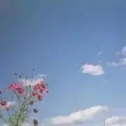 Pharfaite パルフェット レースリミテーション メイデン