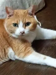 色鉛筆画猫A4白猫 - メルカリ