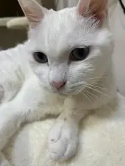 なみりんの画像