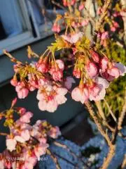 希少 特大 薩摩焼 細密画大花瓶 耳付き 極彩色 高さ78cm