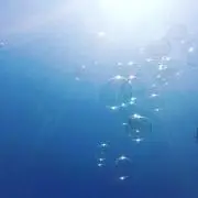 サクラの画像