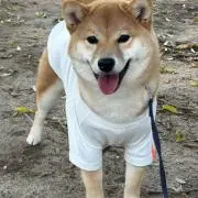 Happy New Year　遊戯王引退品(GX〜ゼアル環境時) Happy New Year様専用 遊戯王引退品(GX〜ゼアル環境時) 遊戯王