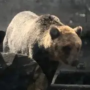 くまの画像