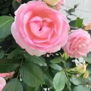 くっしーの画像