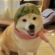 九ちゃんの画像