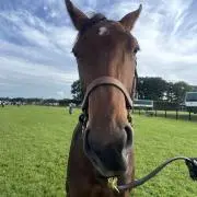 額装HOLSTEEマニフェストRachael Beresh サイン入り 額装HOLSTEEマニフェストRachael Beresh サイン入り - メルカリ