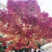 結婚式❁成人式】紫 藤の花✿振り袖164cm - メルカリ