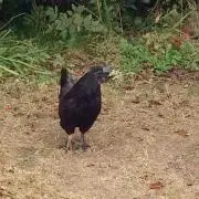 しまちゃんの画像
