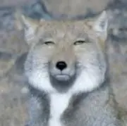 Navigator ダブルカッタウェイ ネック折れ ジャンク品 オーダー