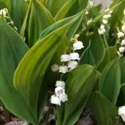 垣内信哉 四花弁ガラス鉢 - メルカリ